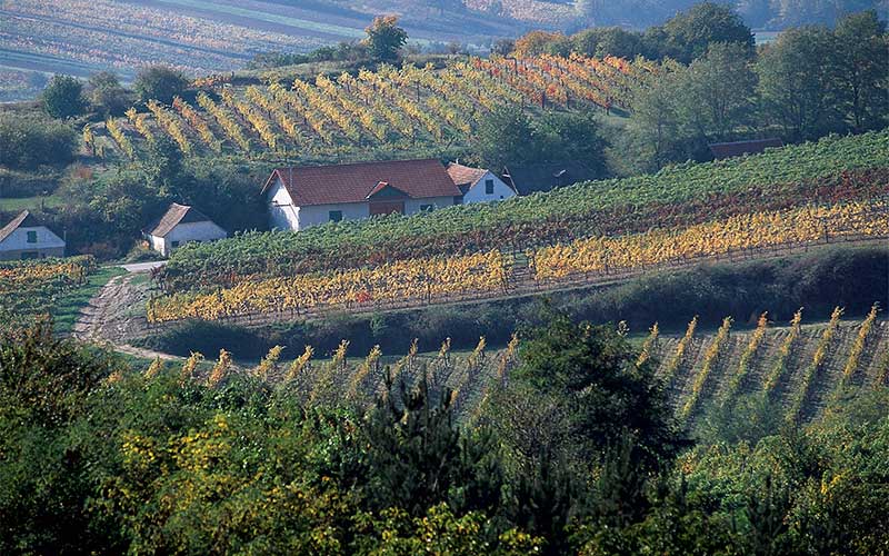 Weinberge im Schmidatal