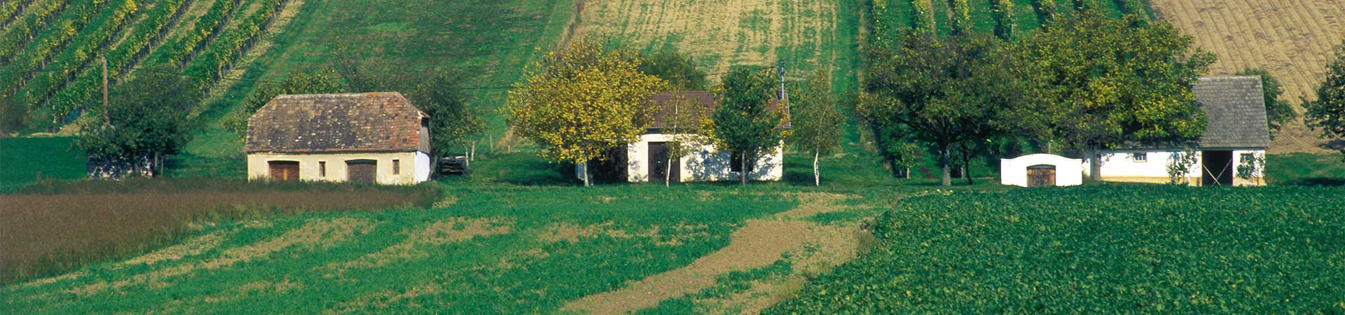 Wein - Weinkultur im Schmidatal