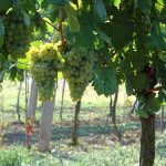 Weingut Hagenbüchl - Wein aus dem Schmidatal