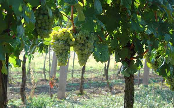 Weingut Hagenbüchl - Wein aus dem Schmidatal