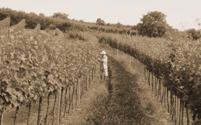 Weinstöcke am Weingut Hagenbüchel