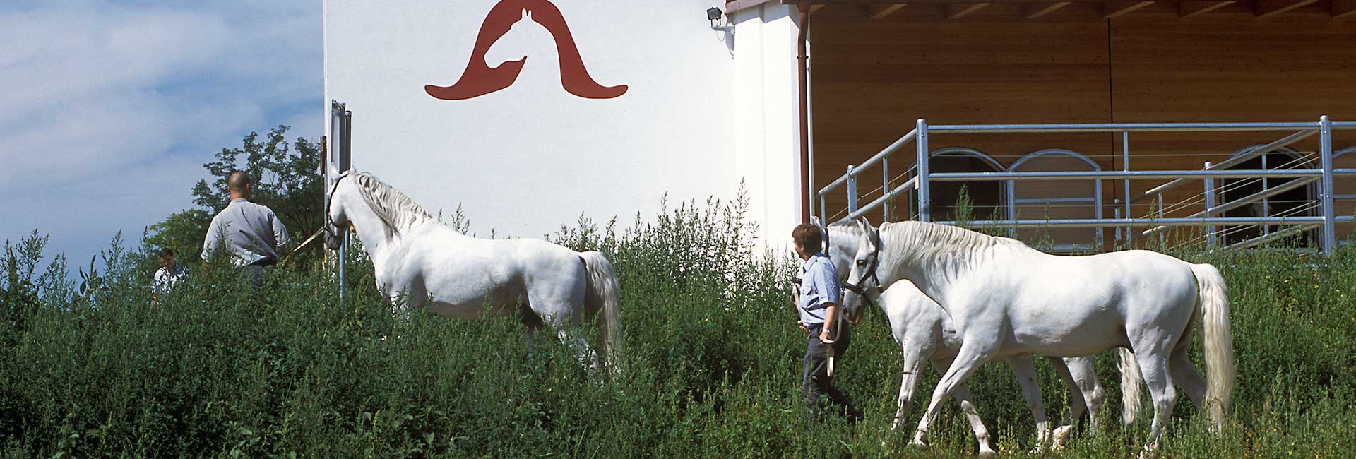 Reithof - Reiten im Schmidatal