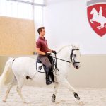 Lipizzaner - Spanische Hofreitschule am Heldenberg