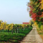 Frauendorfer Weinbergtour im Schmidatal