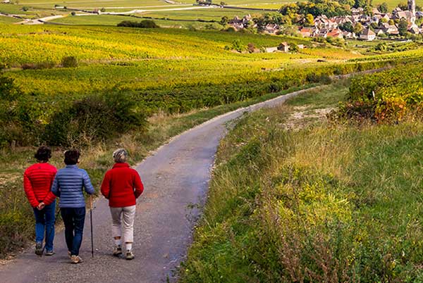 Groß-Gemeinde-Rundwanderweg Ziersdorf