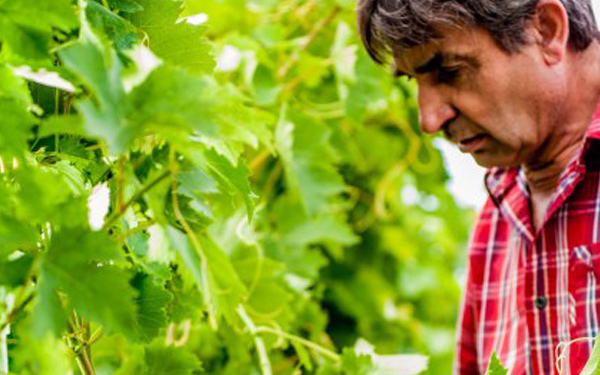 Weingut Mantler im Schmidatal