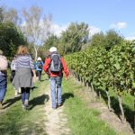 Weinwanderweg Wetzdorf - Wandern und aktiv im Schmidatal