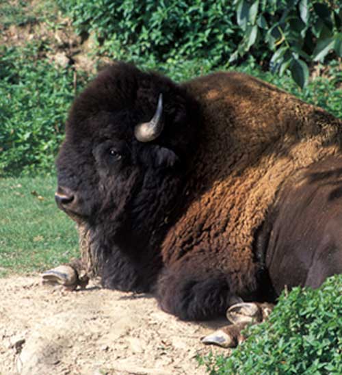 Weinwanderweg Wetzdorf, vorbei am Bisongehege Weinwanderweg Wetzdorf, vorbei am Bisongehege