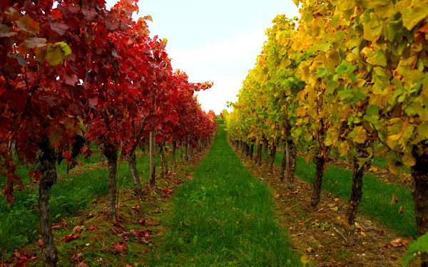 gottfried-von-einem-wanderweg-schmidatal-niederösterreich-aktivitäten-wandern-natur-wein-musik-kunst