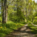 manhartsberg-rundweg-wandern-schmidatal-niederösterreich-aktivität-natur-wald