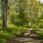 manhartsberg-rundweg-wandern-schmidatal-niederösterreich-aktivität-natur-wald