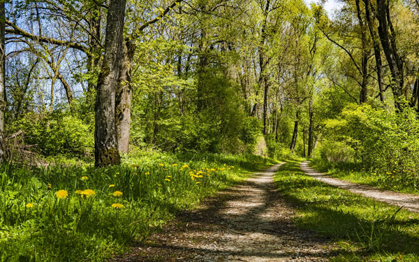 manhartsberg-rundweg-wandern-schmidatal-niederösterreich-aktivität-natur-wald