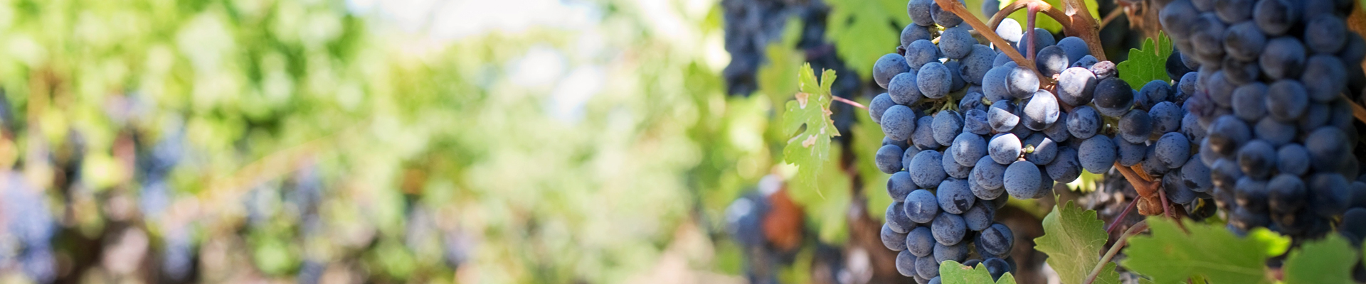 Weinkultur - Wein und Weinbau im Schmidatal