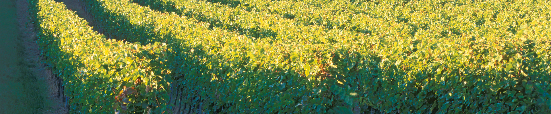 Wein, Weinkultur und Landschaft im Schmidatal