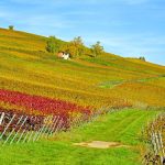 wienwanderweg-maissau-schmidatal-wandern-aktivität-niederösterreich-natur-wein