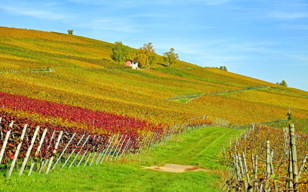 wienwanderweg-maissau-schmidatal-wandern-aktivität-niederösterreich-natur-wein